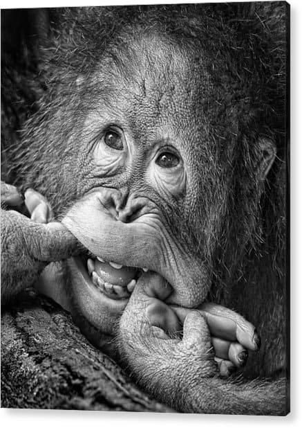 Big Smile.....please Acrylic Print