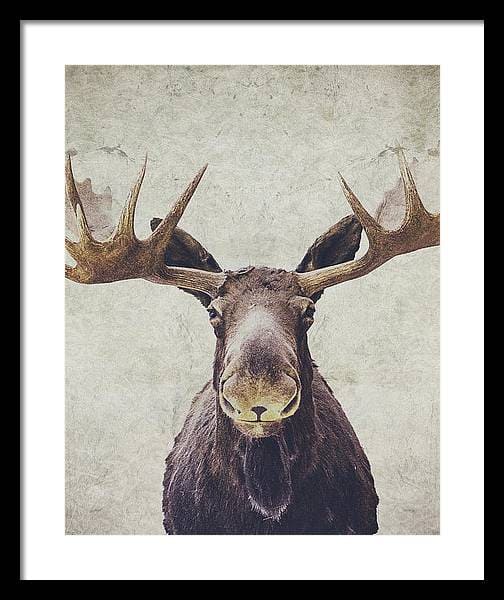Moose Framed Print