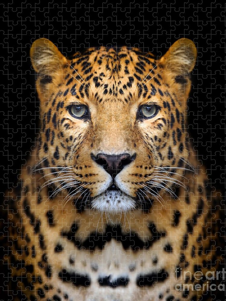 Close-up Leopard Portrait On Dark Jigsaw Puzzle