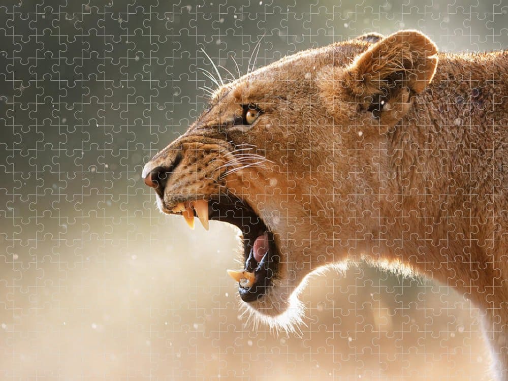 Lioness Displaying Dangerous Teeth In A Rainstorm Jigsaw Puzzle